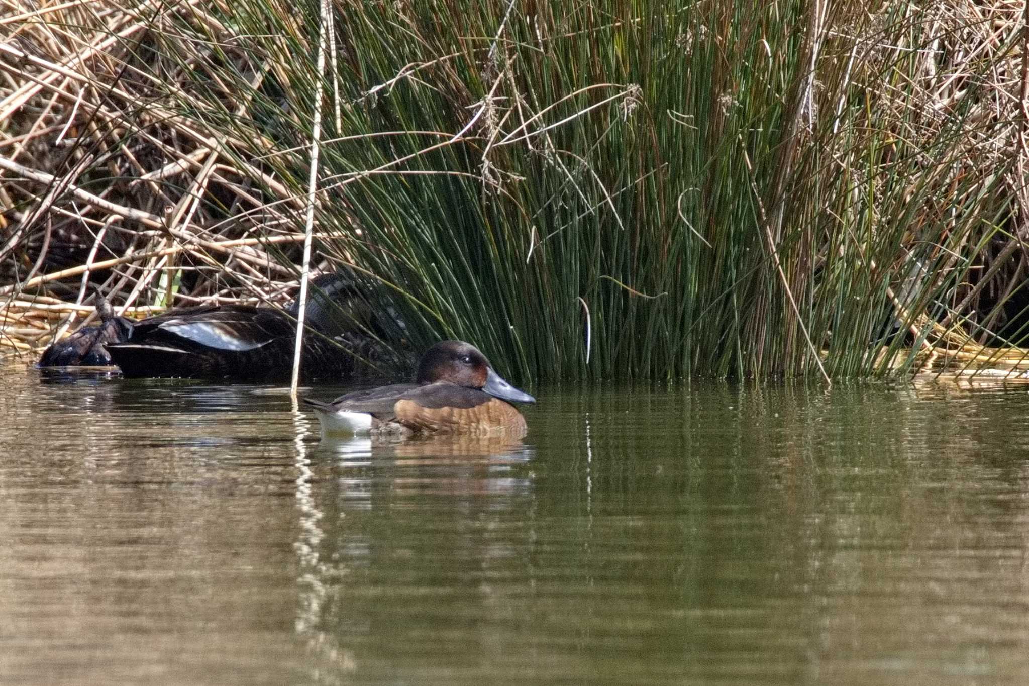 Baer's Pochard