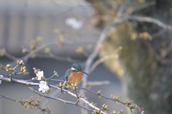 Common Kingfisher 大口町 Sun, 3/31/2024