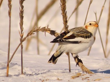 Snow Bunting 鵡川河口 Sun, 1/28/2024