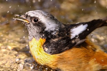 Daurian Redstart ギャザリアビオガーデン　フジクラ木場千年の森 Sun, 3/31/2024