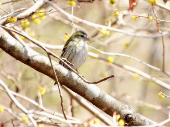 マヒワ 丸火自然公園 2024年3月31日(日)