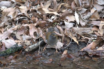 シロハラ 小宮公園(八王子) 2024年3月31日(日)