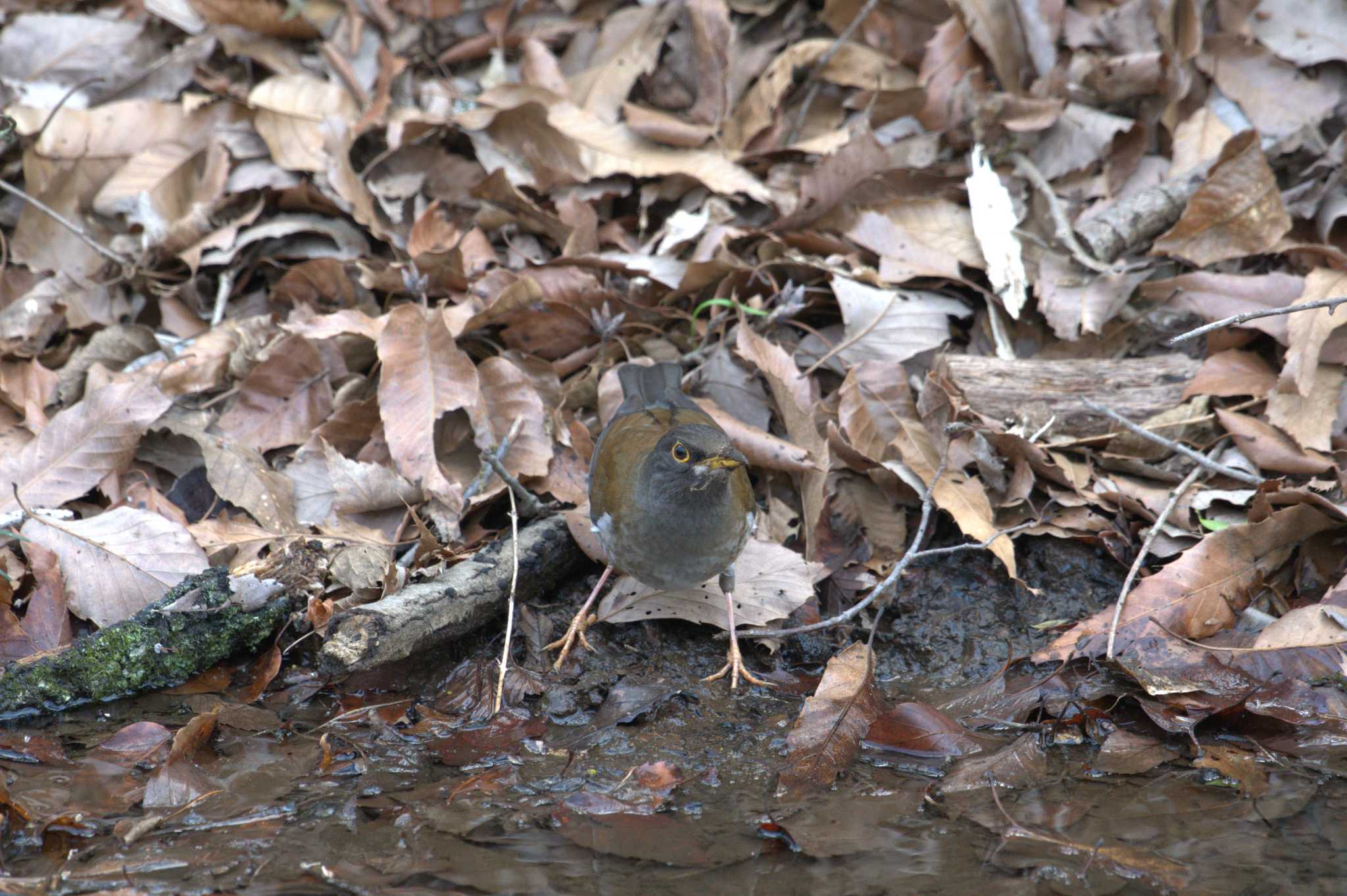 Pale Thrush