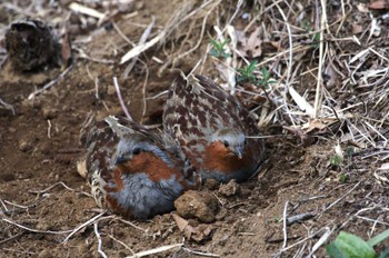 Chinese Bamboo Partridge Komiya Park Sun, 3/31/2024