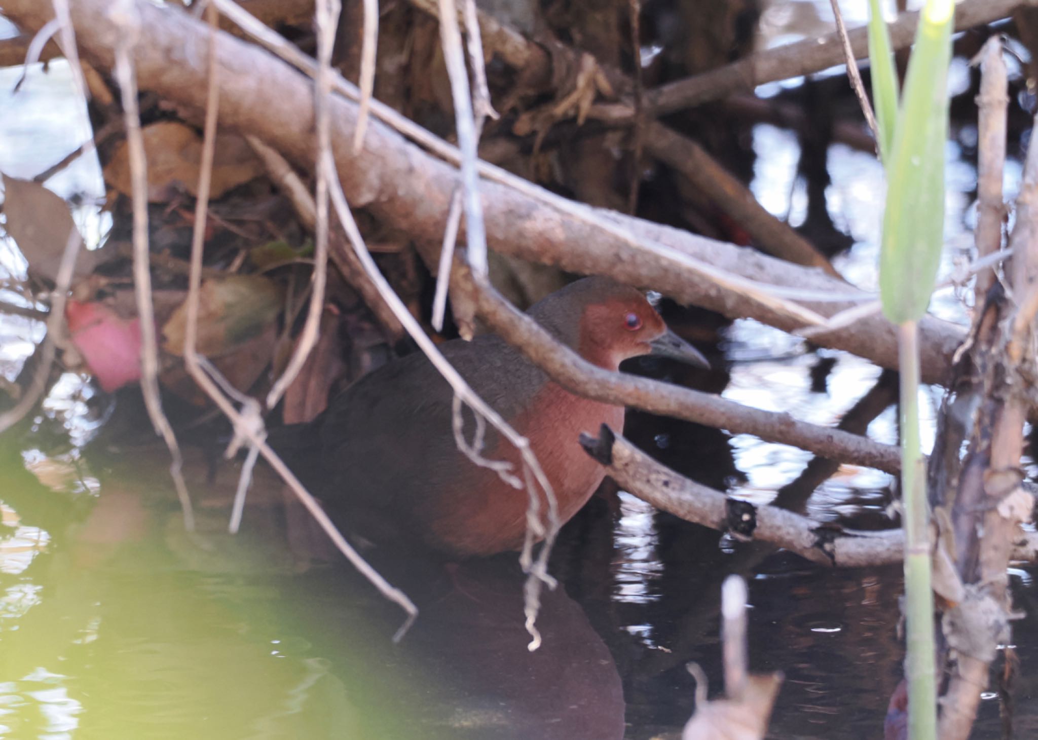 Photo of Ruddy-breasted Crake at Teganuma by ぷん