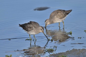 Long-billed Dowitcher Isanuma Sun, 3/31/2024