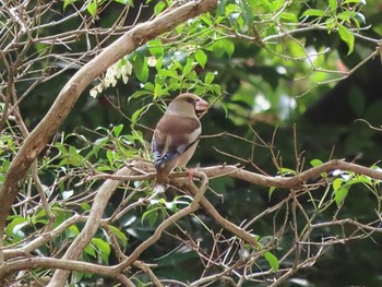 Hawfinch Nara Park Sun, 3/31/2024