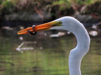 Great Egret Nara Park Sun, 3/31/2024