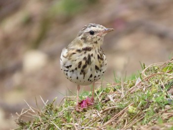 Olive-backed Pipit Nara Park Sun, 3/31/2024