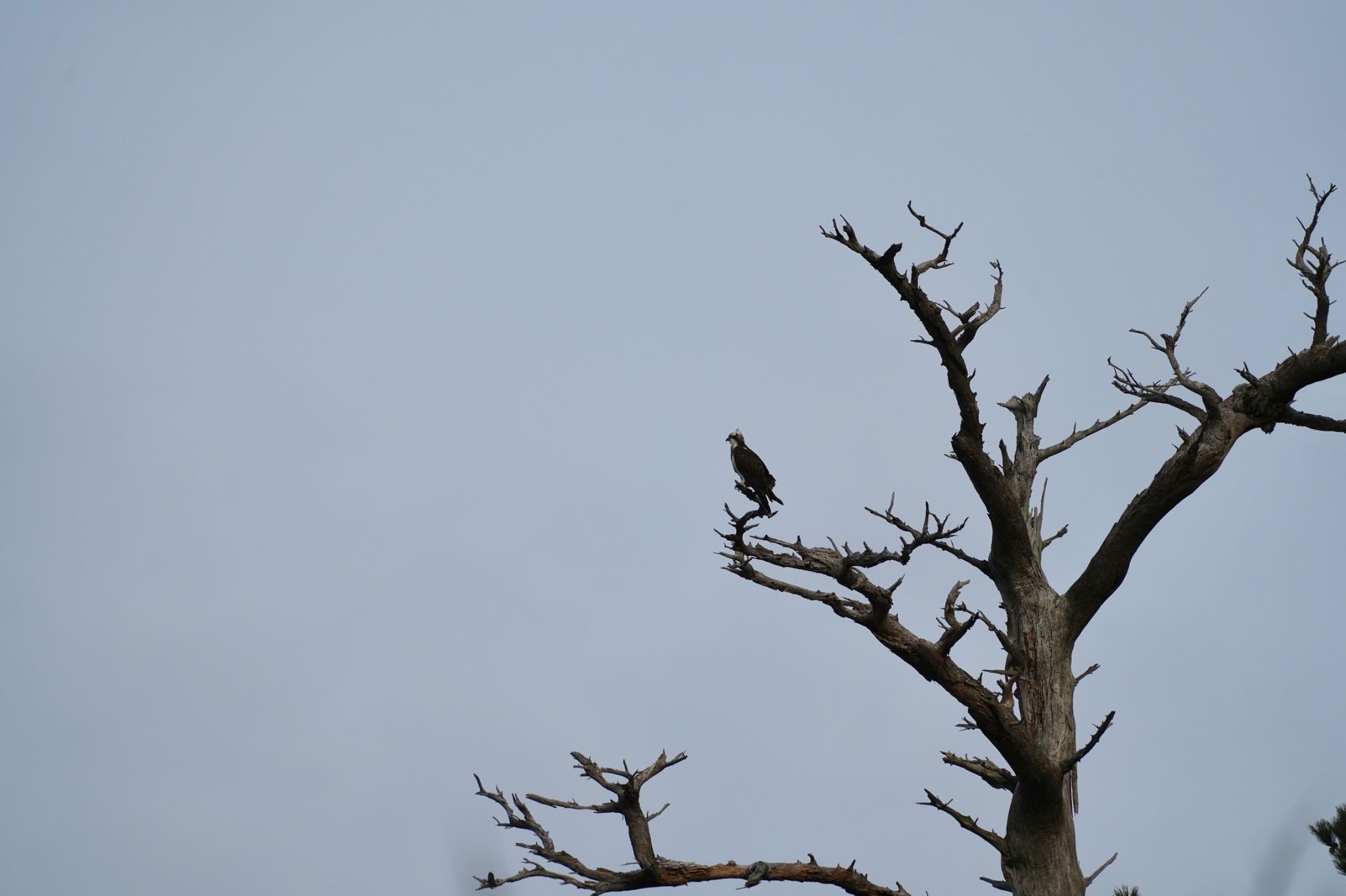 Photo of Osprey at 隠岐(島根県) by あらどん