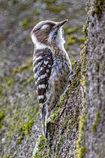 Japanese Pygmy Woodpecker 兵庫県西宮市 武庫川 Sun, 3/31/2024