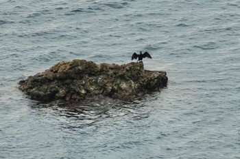 Japanese Cormorant 隠岐(島根県) Thu, 3/28/2024