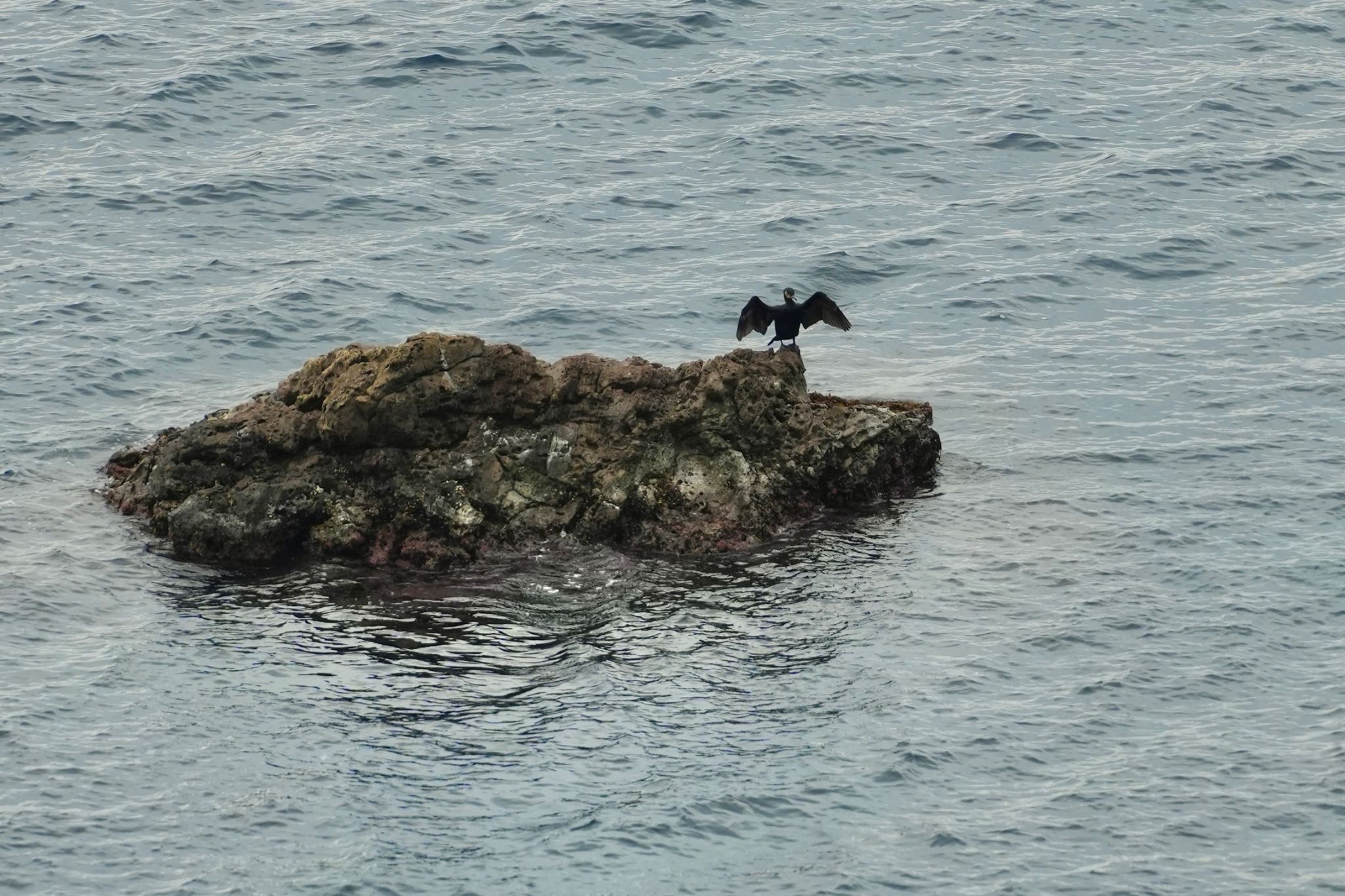 Photo of Japanese Cormorant at 隠岐(島根県) by あらどん