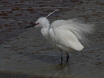 Sat, 3/30/2024 Birding report at 大阪 大和川