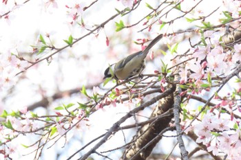 シジュウカラ 六義園 2024年3月31日(日)