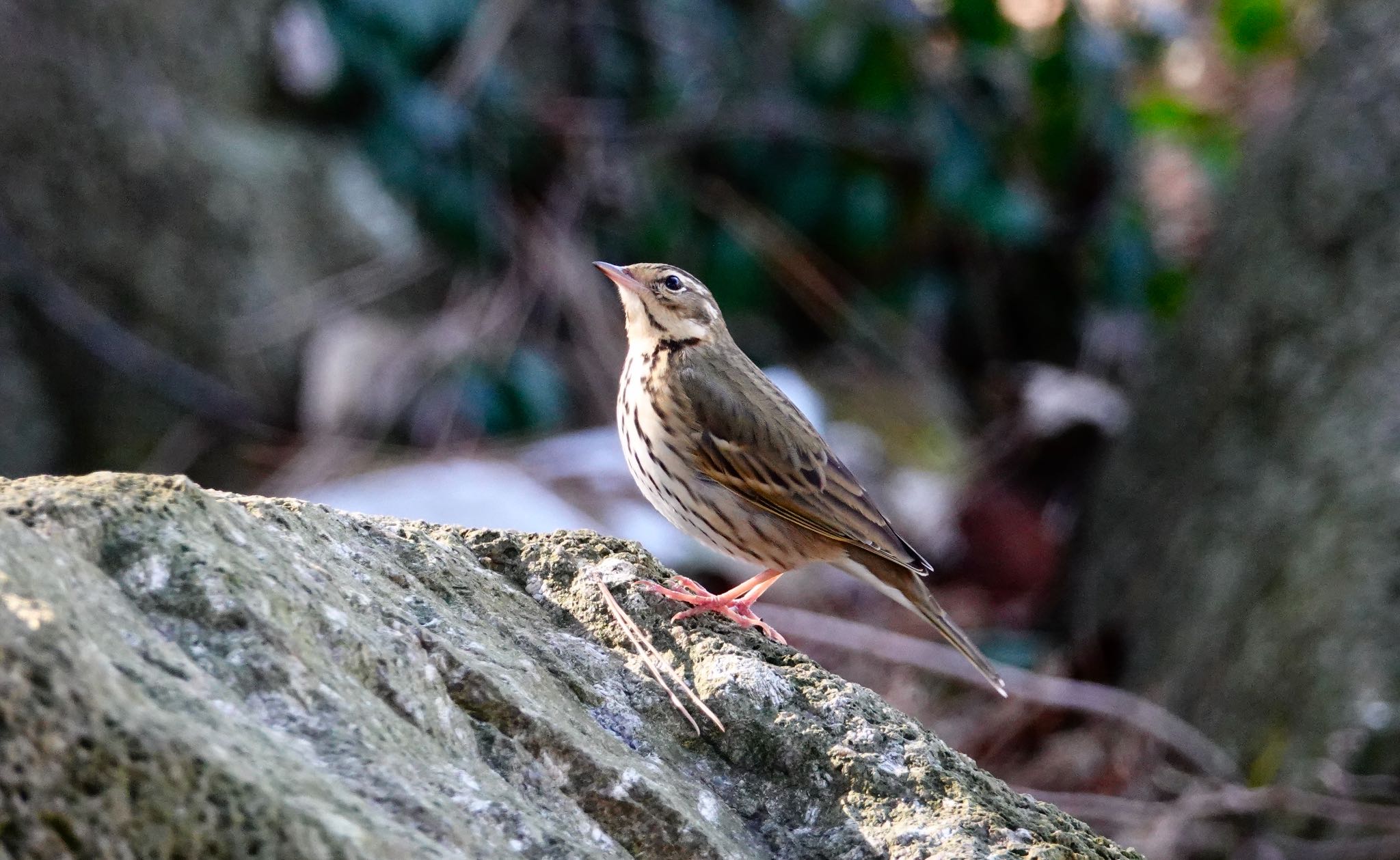 葛西臨海公園 ビンズイの写真 by のどか