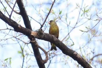 カワラヒワ 六義園 2024年3月31日(日)