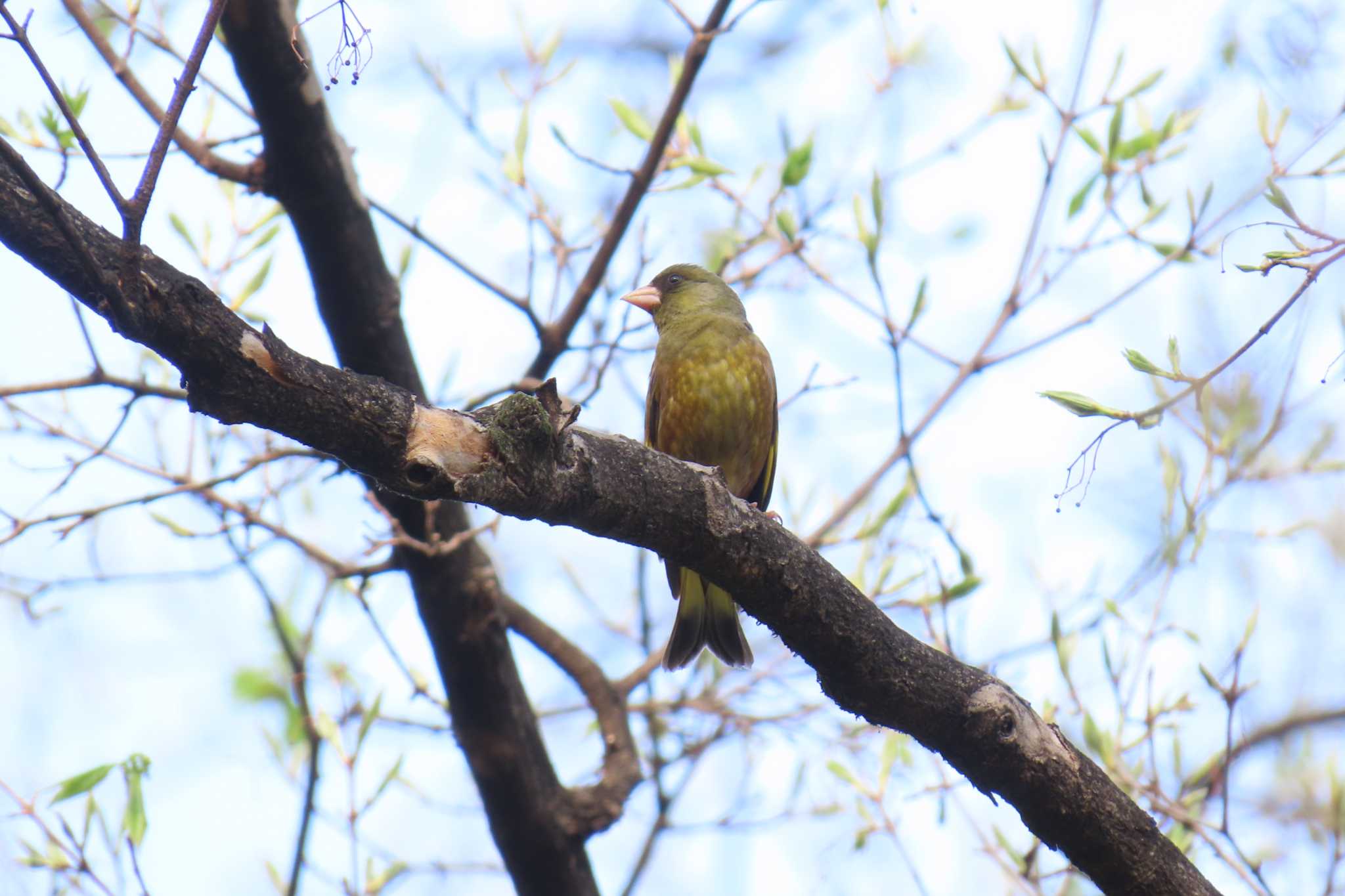 Photo of Grey-capped Greenfinch at Rikugien Garden by デビュタン