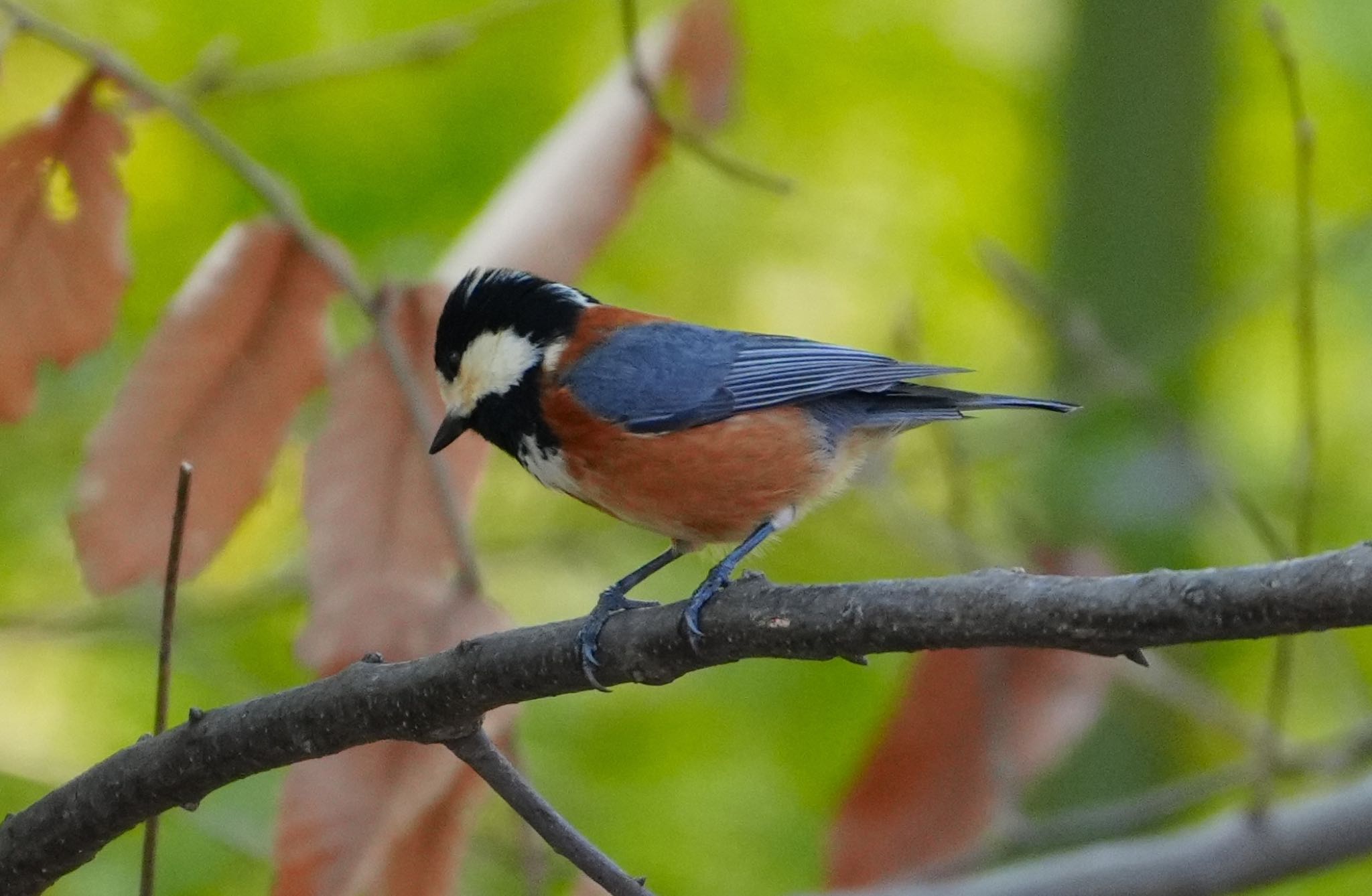 Photo of Varied Tit at 千里南公園 by アルキュオン
