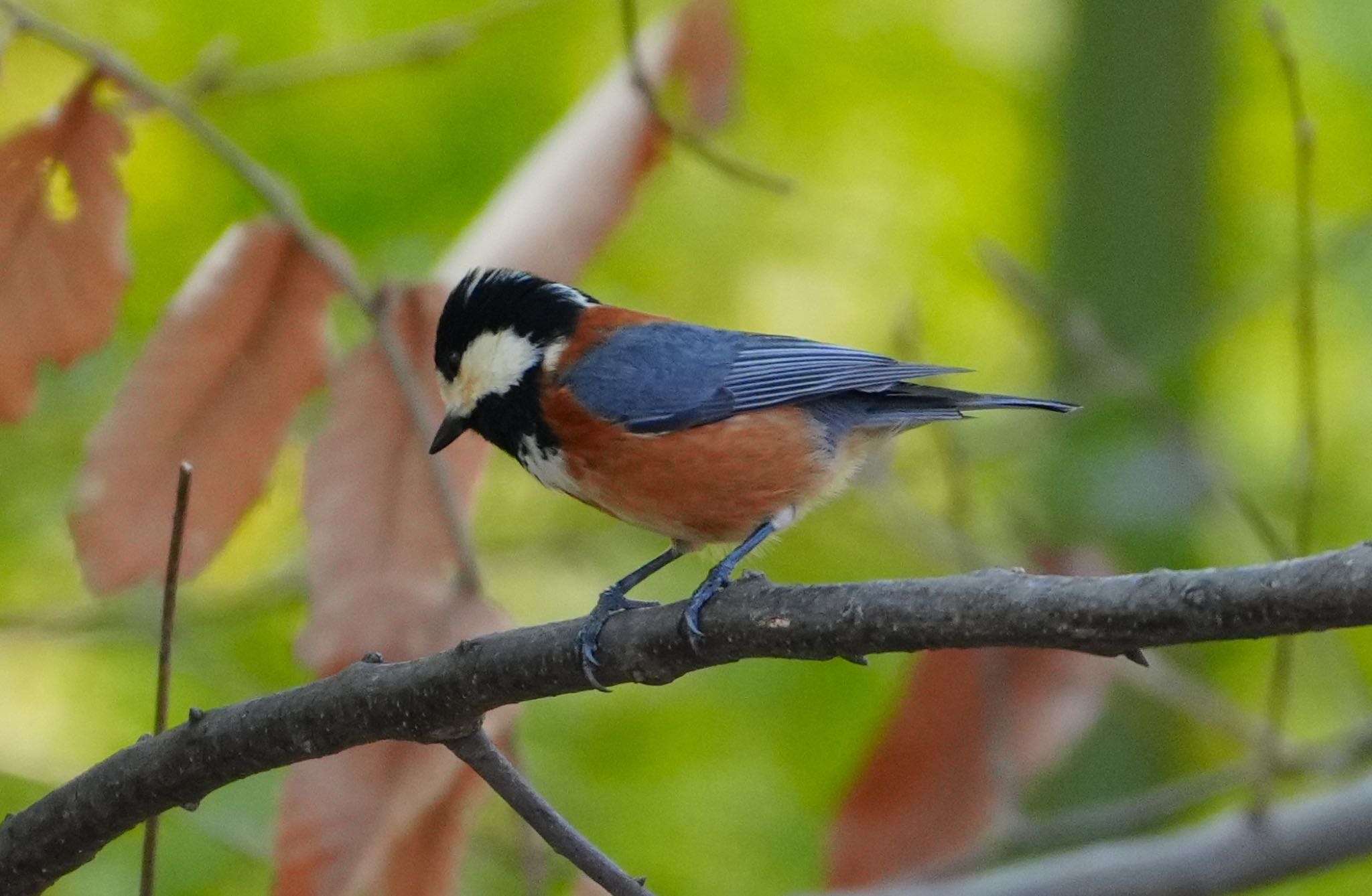 Varied Tit