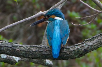 2024年3月31日(日) 千里南公園の野鳥観察記録