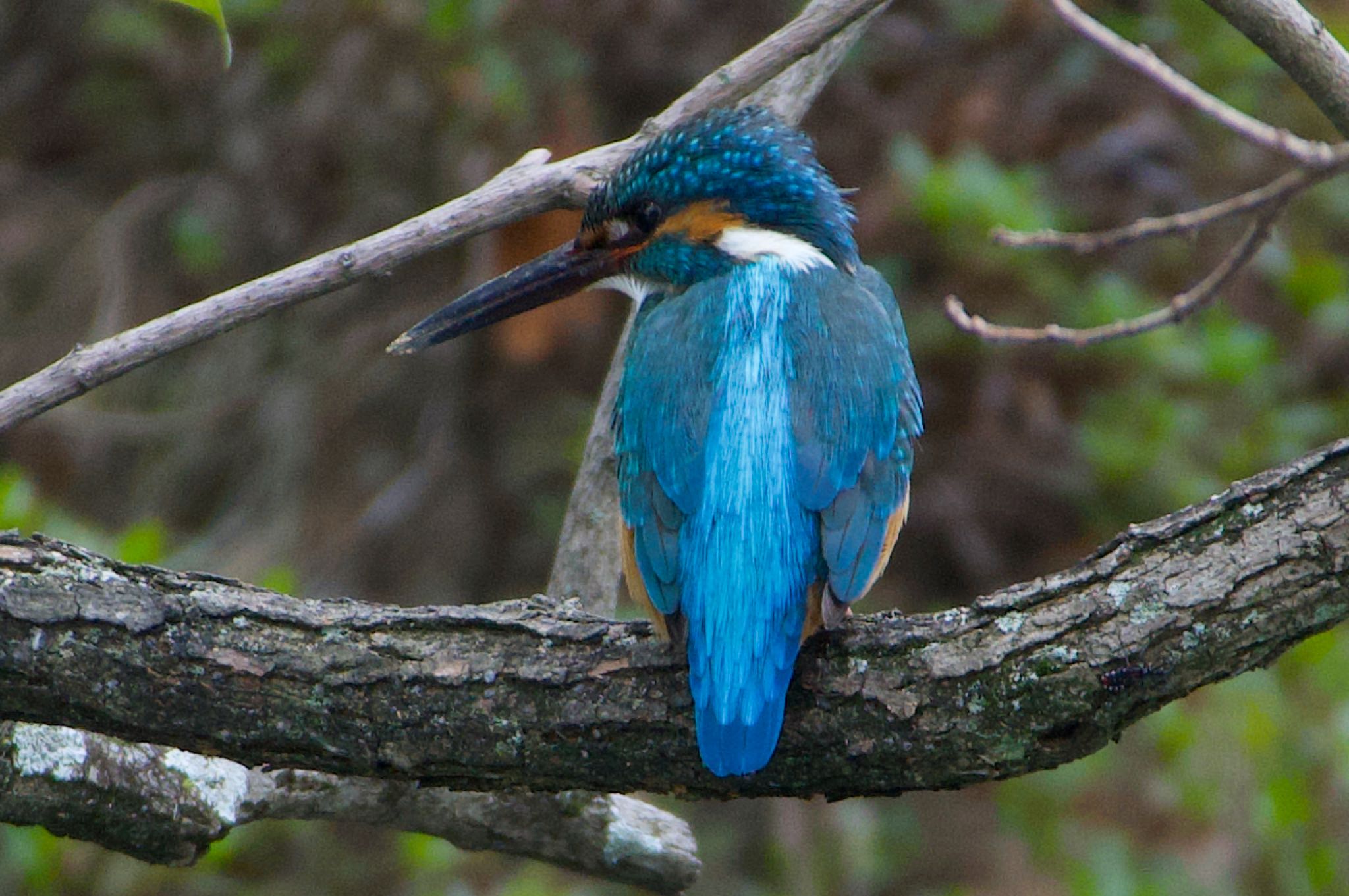 Photo of Common Kingfisher at 千里南公園 by アルキュオン