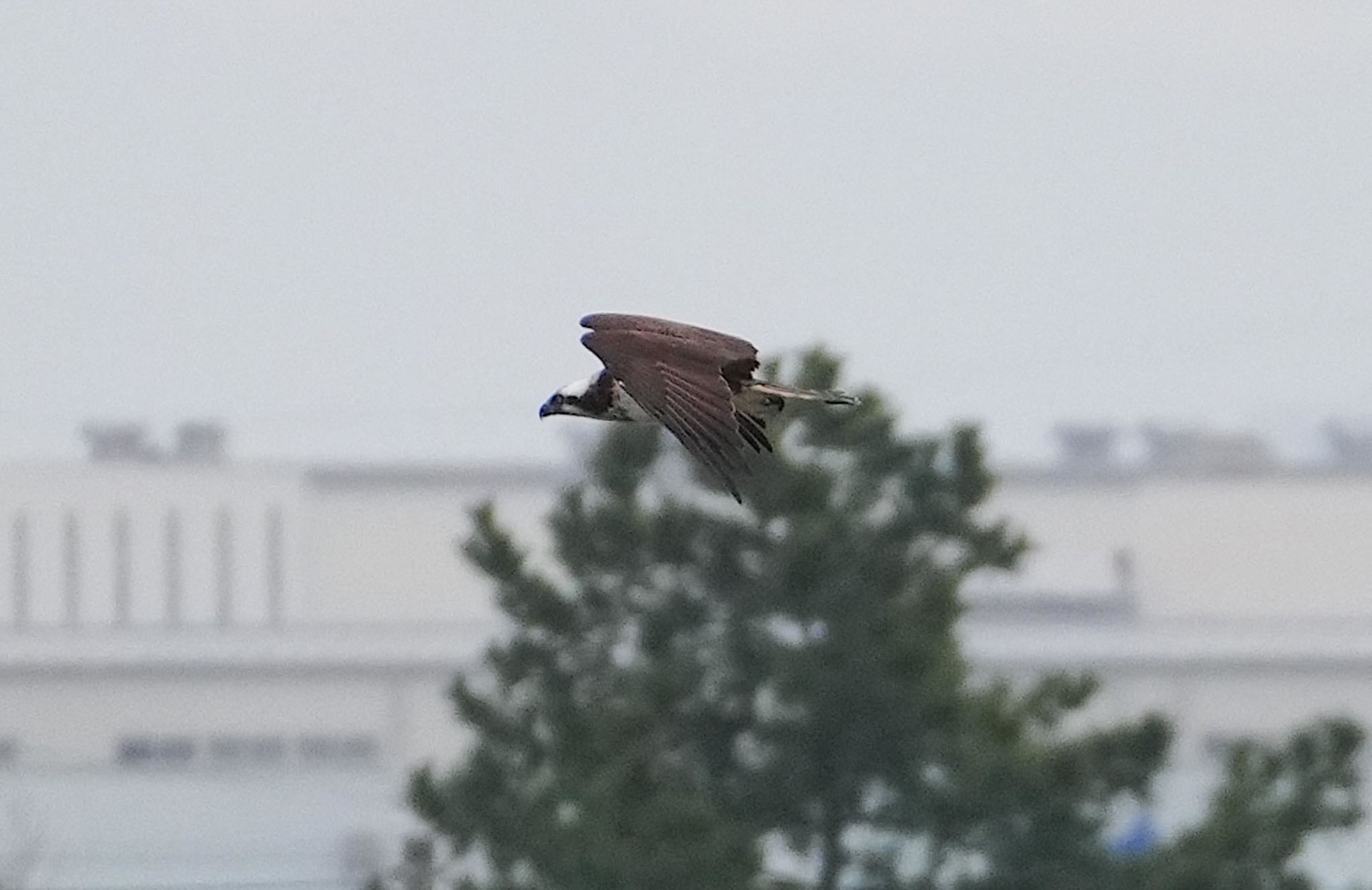 Photo of Osprey at 大和川 by アルキュオン