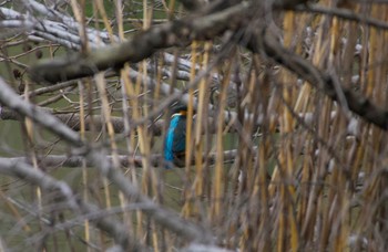 Common Kingfisher 大阪府吹田市 山田西公園 Sun, 3/31/2024