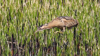 Eurasian Bittern Watarase Yusuichi (Wetland) Sun, 3/31/2024