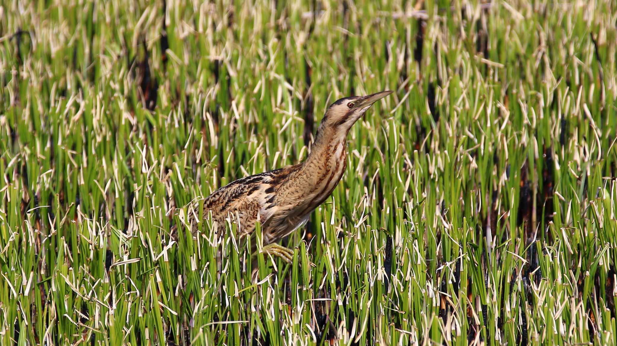 Photo of Eurasian Bittern at Watarase Yusuichi (Wetland) by k honma