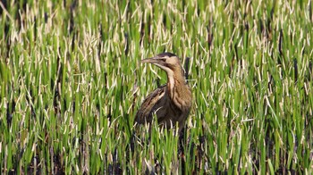 Eurasian Bittern Watarase Yusuichi (Wetland) Sun, 3/31/2024