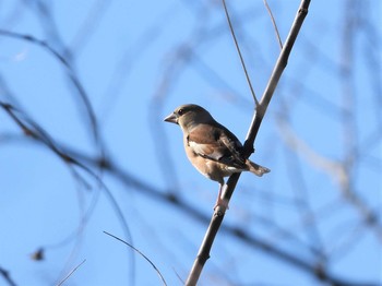 Hawfinch Ooaso Wild Bird Forest Park Mon, 12/17/2018