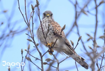 Common Kestrel 渡瀬遊水地 Sat, 3/23/2024