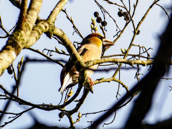 Hawfinch 立田山 Sun, 3/31/2024