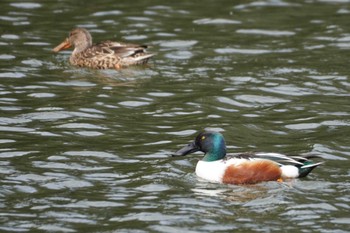 ハシビロガモ 井の頭恩賜公園 2024年3月20日(水)