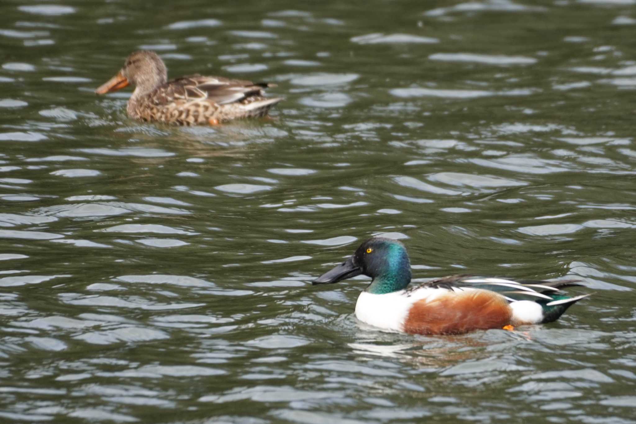 Photo of Northern Shoveler at 井の頭恩賜公園 by たっちゃんち