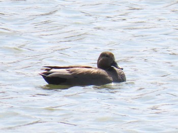 Gadwall 小幡池 Sat, 3/30/2024