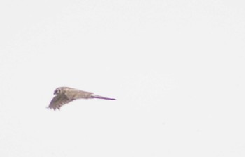 Hen Harrier Daijugarami Higashiyoka Coast Sun, 3/31/2024