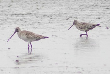 Bar-tailed Godwit Daijugarami Higashiyoka Coast Sun, 3/31/2024