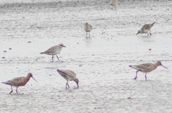 Bar-tailed Godwit Daijugarami Higashiyoka Coast Sun, 3/31/2024