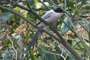 Azure-winged Magpie 井の頭恩賜公園 Wed, 3/20/2024