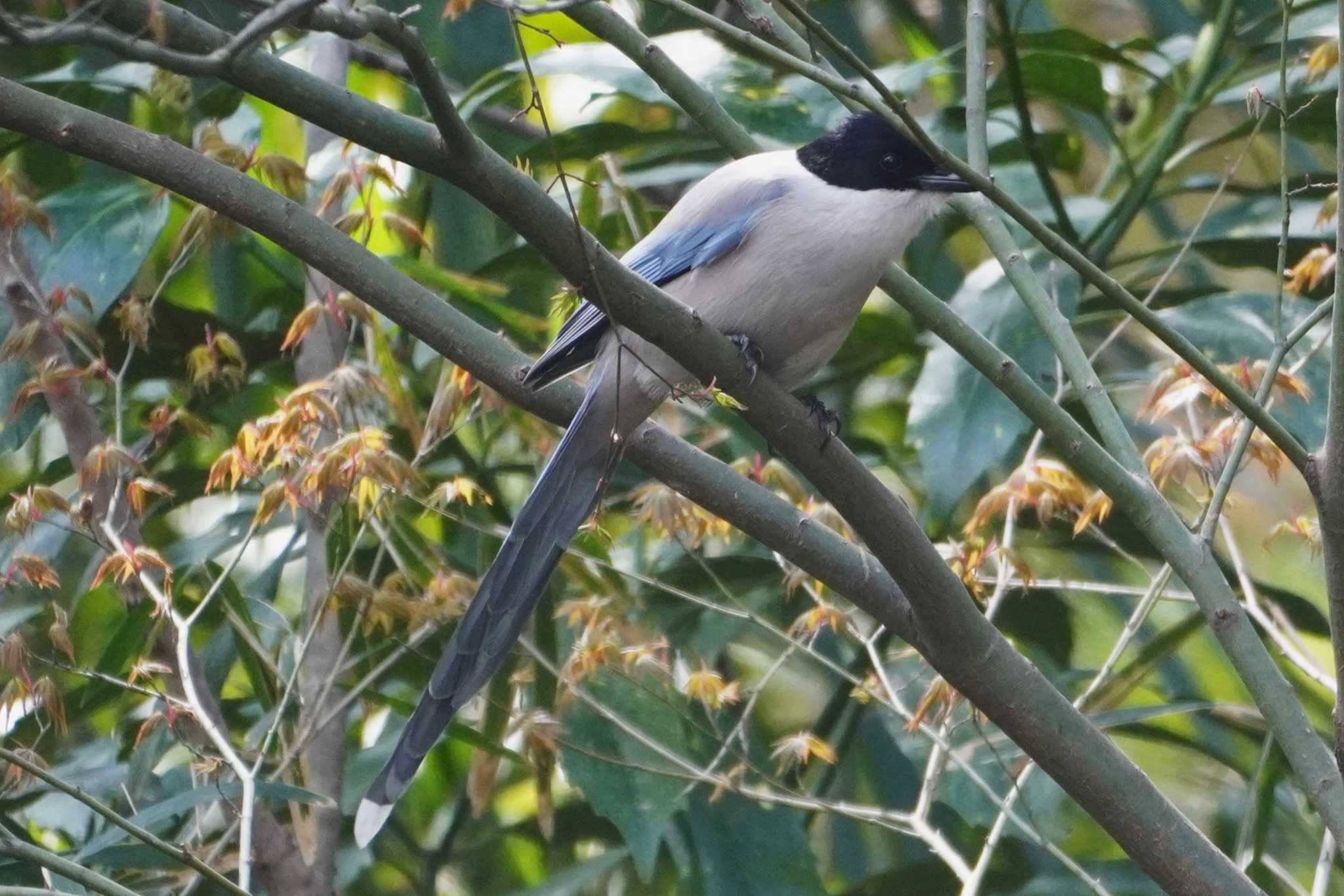 Photo of Azure-winged Magpie at 井の頭恩賜公園 by たっちゃんち