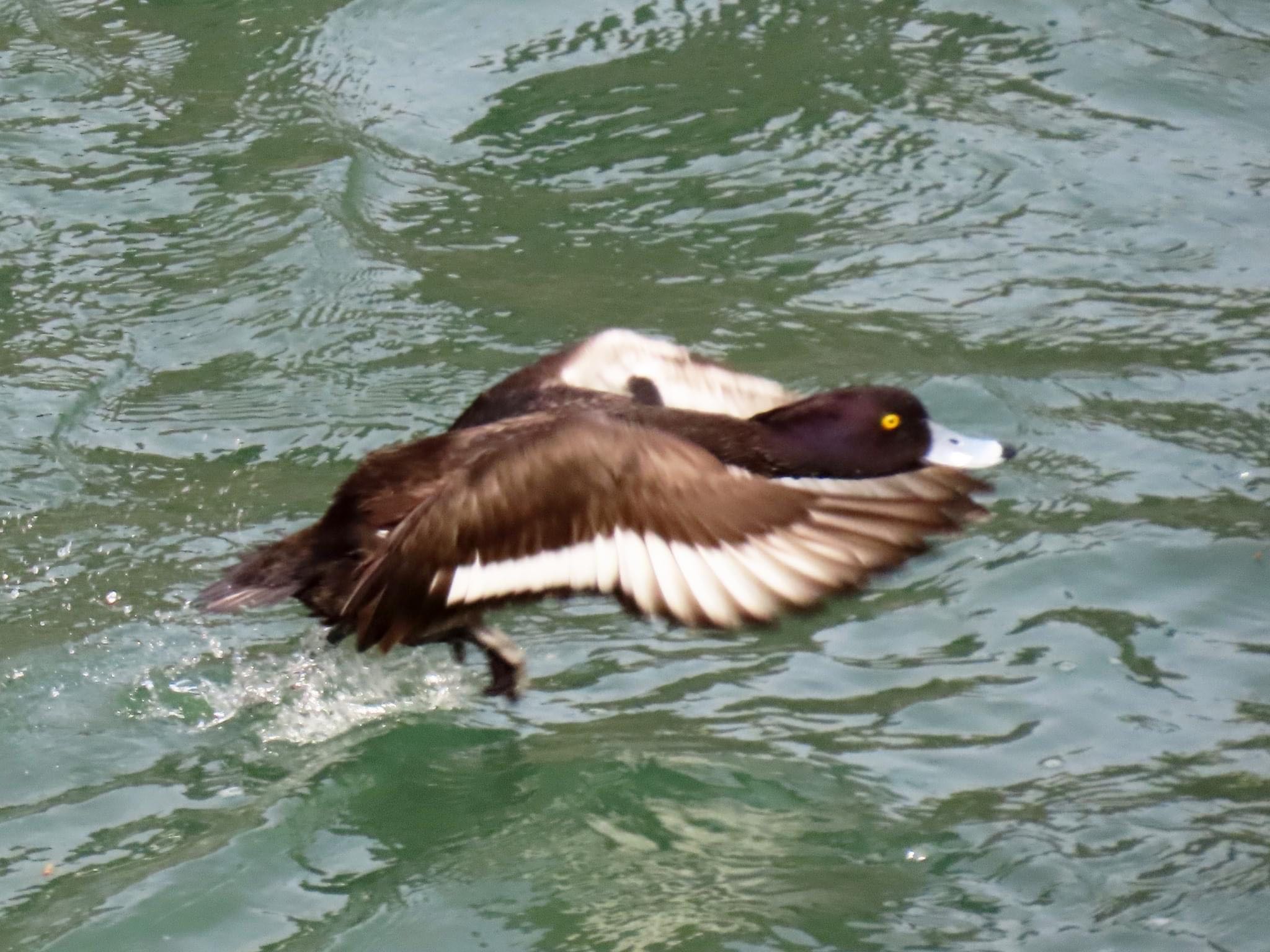 Tufted Duck