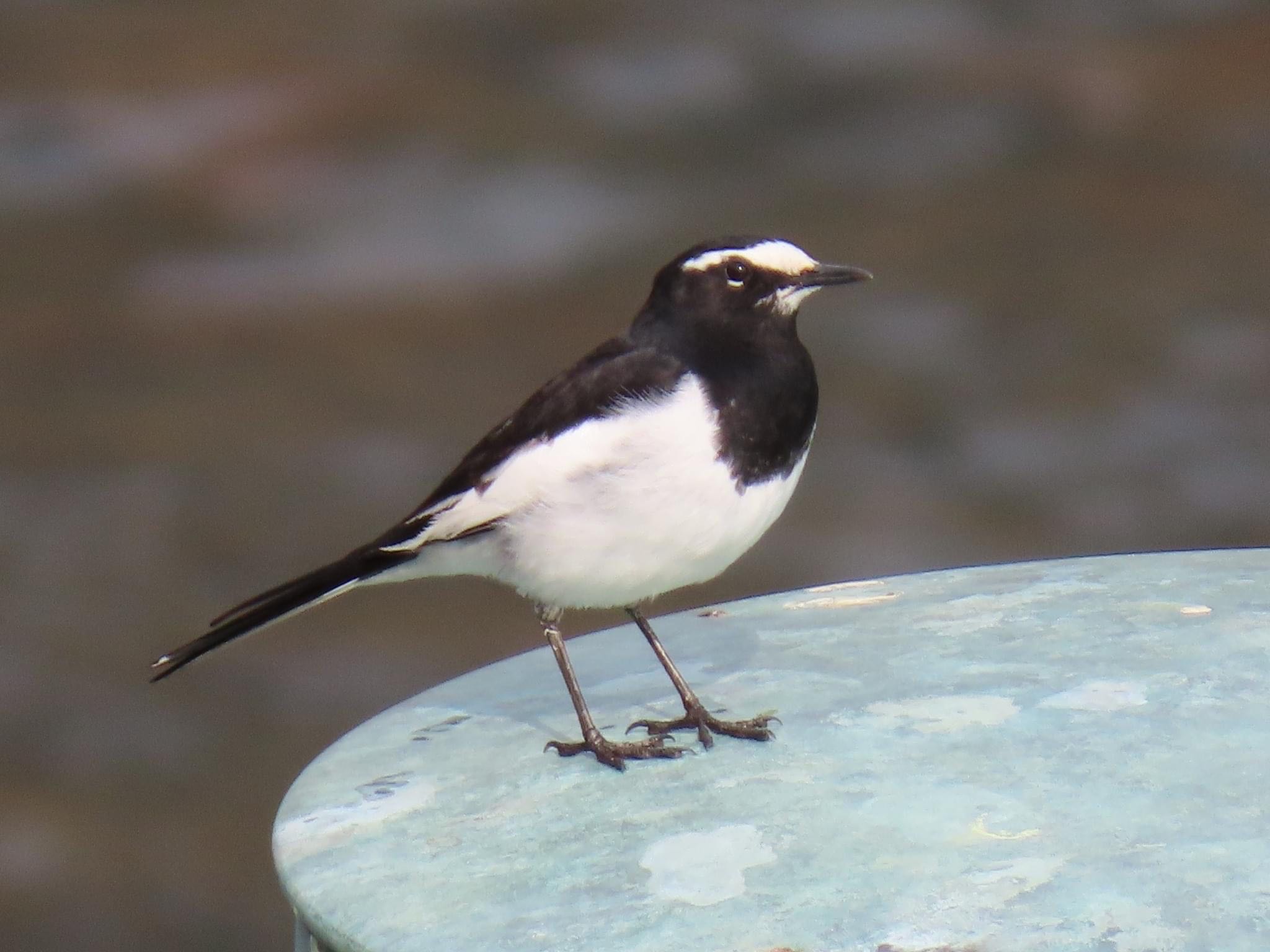 Japanese Wagtail