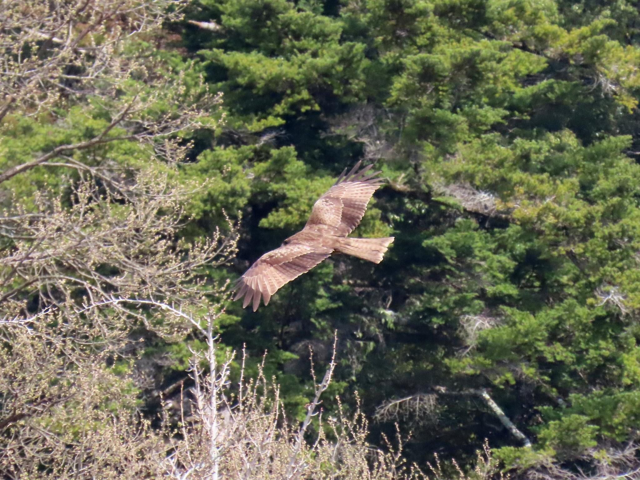 Black Kite