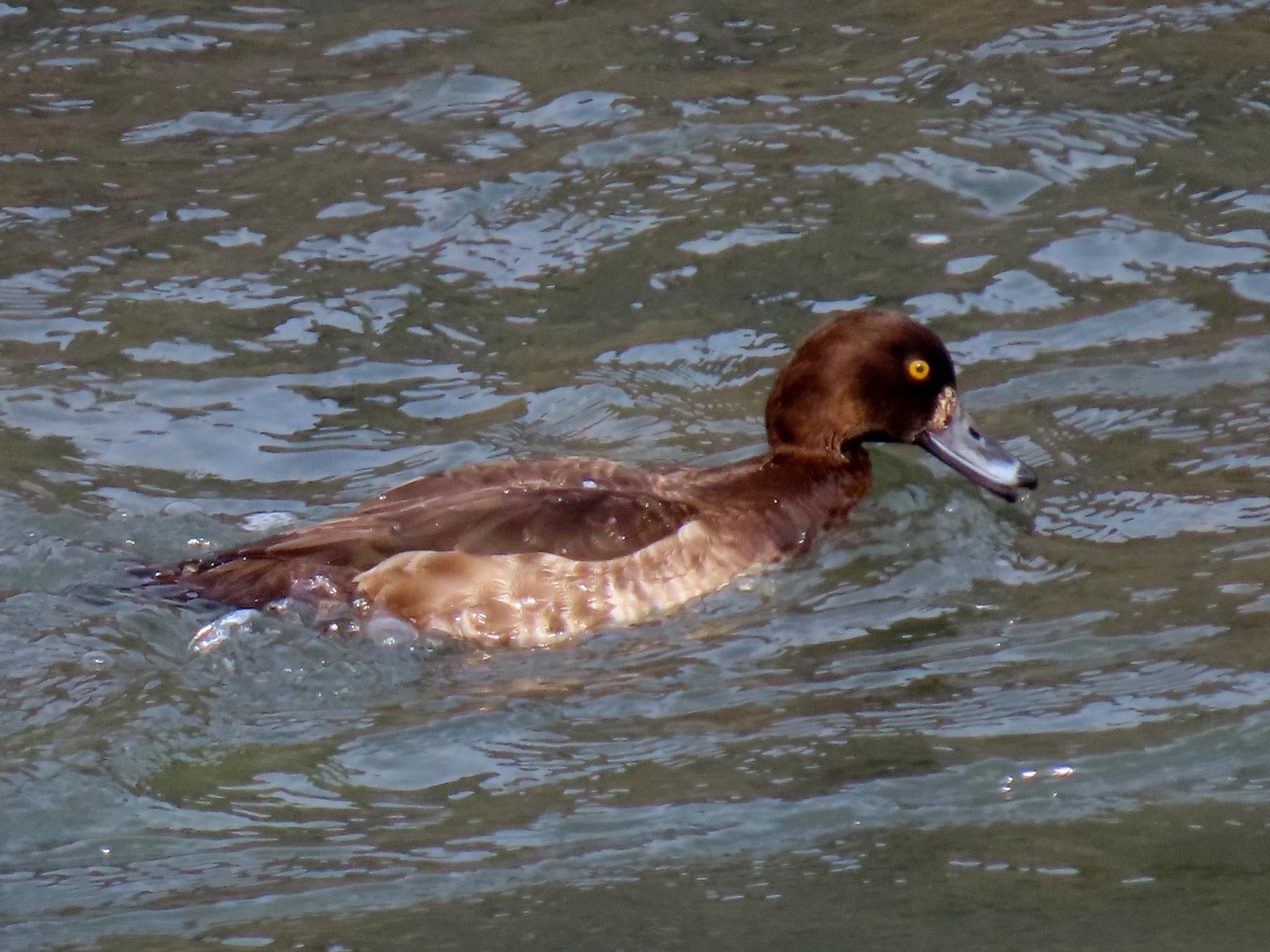 Photo of Tufted Duck at 宇治川 by えりにゃん店長