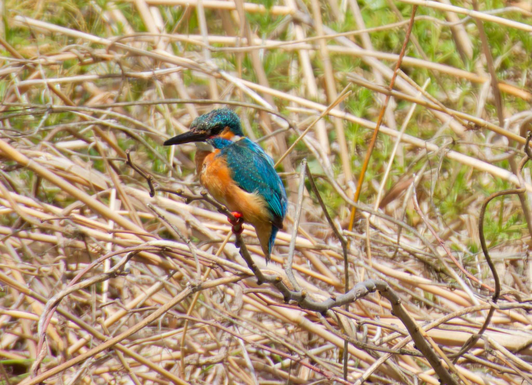 Common Kingfisher