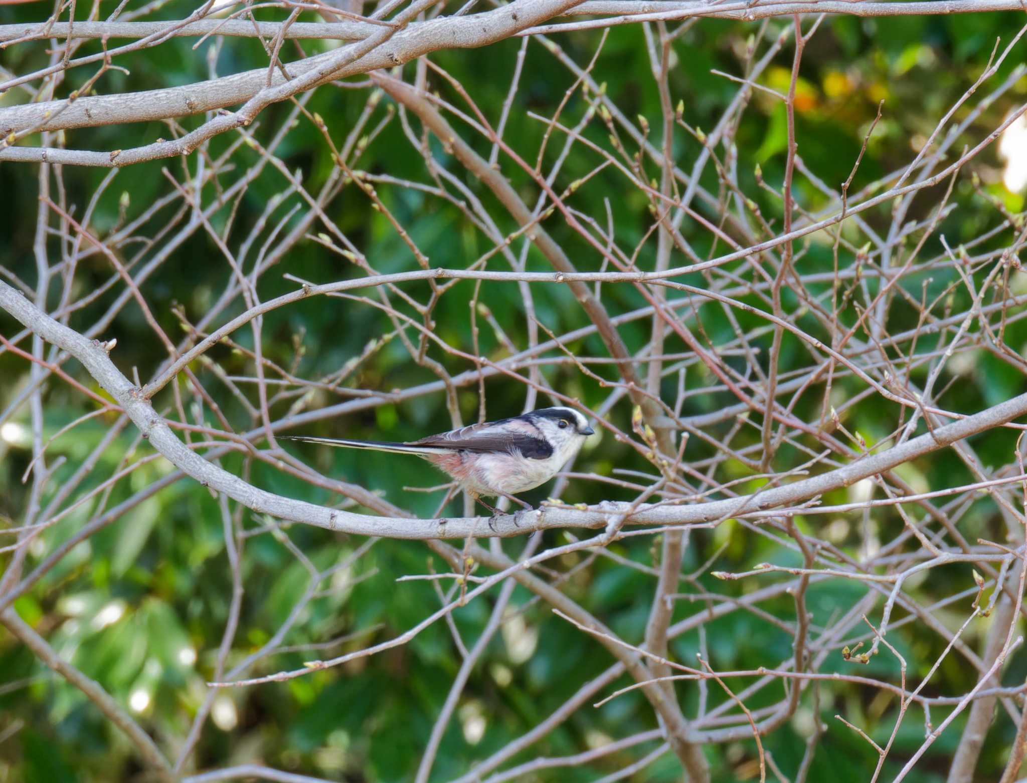 Long-tailed Tit