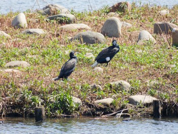 カワウ 境川遊水地公園 2024年3月31日(日)