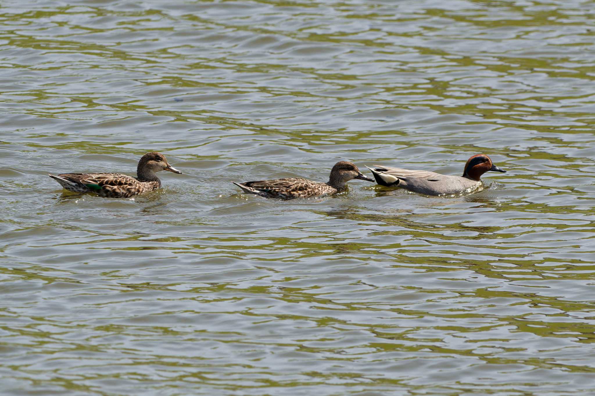 Eurasian Teal